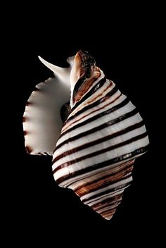 a close up of a sea shell on a black background in the dark with stripes