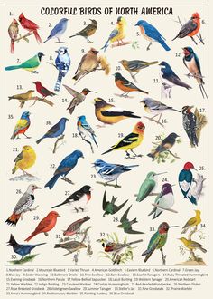 an image of birds of north america