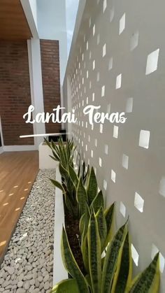 there is a plant in front of the wall with words on it that say lantati terras