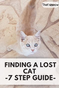 lost cat How To Find A Lost Cat, Spell To Find Lost Cat, Pet Tricks, First Time Cat Owner, Spoiled Cats, Cat Advice, Cutie Cat, Cats Outside