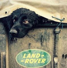 a black dog is peeking out from behind a truck door with a land rover sticker on it