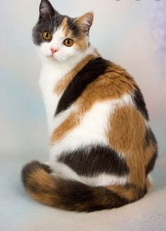 a calico cat sitting in front of a white background