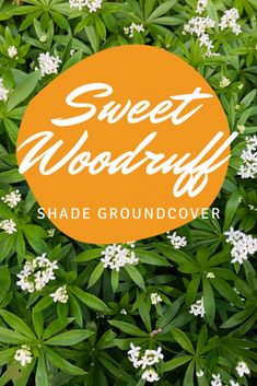 an orange circle with the words sweet woodruffy on it surrounded by white flowers