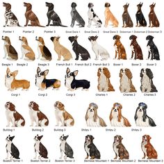 the different breeds of dogs are shown in this image, with their names on them