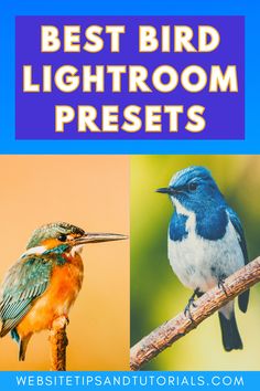 the best bird lightroom presets for birds to use in their house and garden