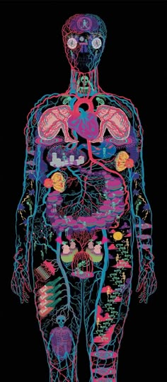 the human body is depicted in this colorful illustration