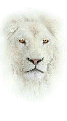 a white lion's face is shown in this artistic photo, with yellow eyes