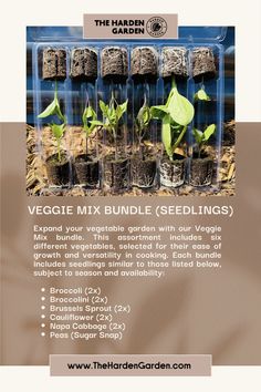 seedlings are growing in plastic containers with labels on the front and back side, along with instructions for how to grow them