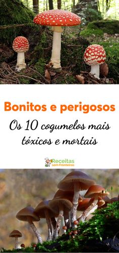 three different types of mushrooms with the words bonitos e perigoos