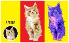 two cats sitting next to each other on top of a yellow and red background with the words, before and after