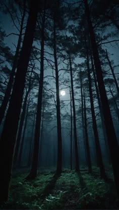 a dark forest filled with lots of trees under a full moon lit up in the sky