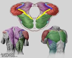 an image of the back muscles and their corresponding superficials, including the upper half of the body