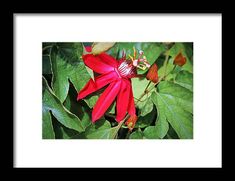 passion flower, red, flower, bloom, blossom, plant, nature, michiale schneider photography Passion Flower