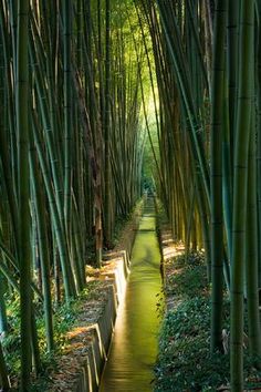 a path in the middle of a bamboo forest