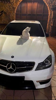 a cat sitting on the hood of a white car