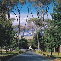 the road is lined with trees and bushes