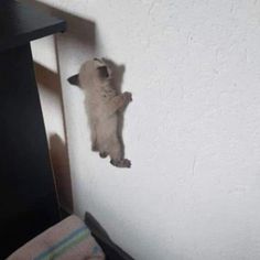 a kitten is hanging upside down on the wall