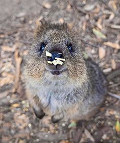 a small rodent is sitting on the ground and looking up at the camera with something in it's mouth