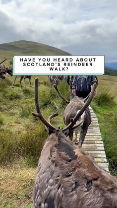 a man walking across a wooden bridge next to two deer with antlers on it