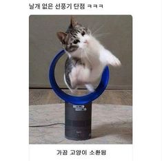 Funny Cat Memes, Funny Animal Memes, Silly Cats, Funny Animal Pictures, 귀여운 동물, Animal Memes, Cat Photo, Crazy Cats, Cat Pics