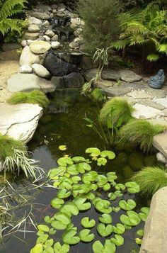 a small pond with water lilies in it