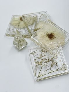 dried flowers in glass dishes on a white surface