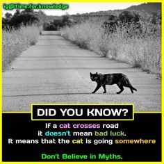 a black cat walking down a road next to tall grass and bushes with the caption did you know? if a cat crosses road it doesn't mean bad bad luck, it means that the cat is going somewhere