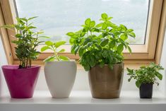 three potted plants sitting on top of a window sill next to each other