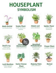 houseplant symbols and their meanings