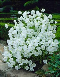 the white flowers are blooming in the garden