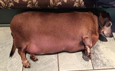 a brown dog laying on top of a tile floor next to a person's leg