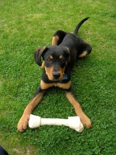 a black and brown dog laying on the grass with a bone in it's mouth