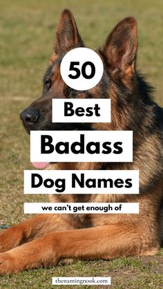 Pets Names Unique, Best Dog Names Boys, Names For Dogs Boys, Cute Dog Names Unique, Female Dog Names Unique, Male Puppy Names, Unique Puppy Names, Male Pet Names, Names For Male Dogs