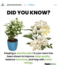 a poster with some flowers in it and the caption did you know? keeping a jasmine plant in your room has been shown to improve sleep quality, balance,