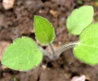 small green leaves sprout from the ground