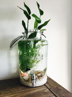 a glass jar filled with plants on top of a wooden table