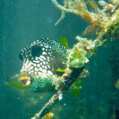 a fish that is sitting on a branch in the water with seaweed around it