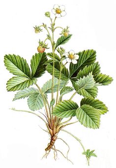 Markjordbær (Fragaria vesca) Wild Strawberry Botanical Illustration, Strawberry Leaves Drawing, Strawberry Botanical Illustration, Strawberry Botanical, Fragaria Vesca, Alpine Strawberry, Strawberry Plant, Botanical Sketchbook, Strawberry Art