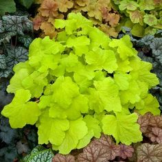 many different colored plants with green leaves