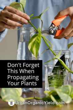 a person cutting up plants with scissors on top of the plant in front of them