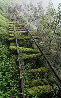 moss growing on the side of a train track