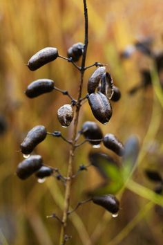 Piet Oudolf garden design — APRIL AND MAY Baptisia Australis, Cow Manure, Dutch Gardens, Natural Farming, Winter To Spring