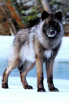 a wolf standing in the snow looking at the camera