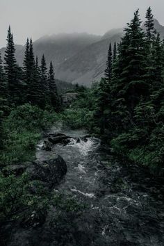 a river running through a lush green forest