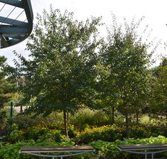 two wooden benches sitting next to each other near trees and flowers in a park area