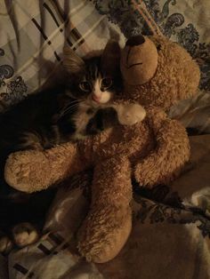 a cat laying next to a teddy bear on a bed