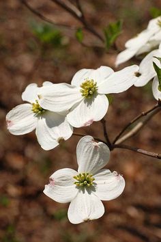 some white flowers are blooming on a tree branch