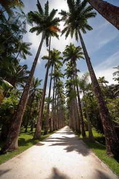 a dirt road surrounded by tall palm trees