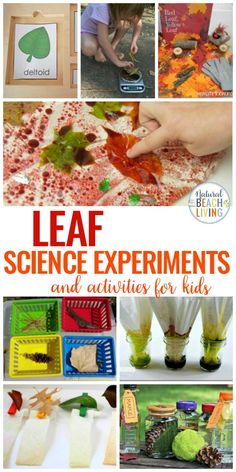 the cover of leaf science experiments and activities for kids with pictures of plants, leaves, and other things