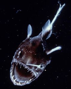 a deep sea fish with its mouth open and teeth wide out in the dark water